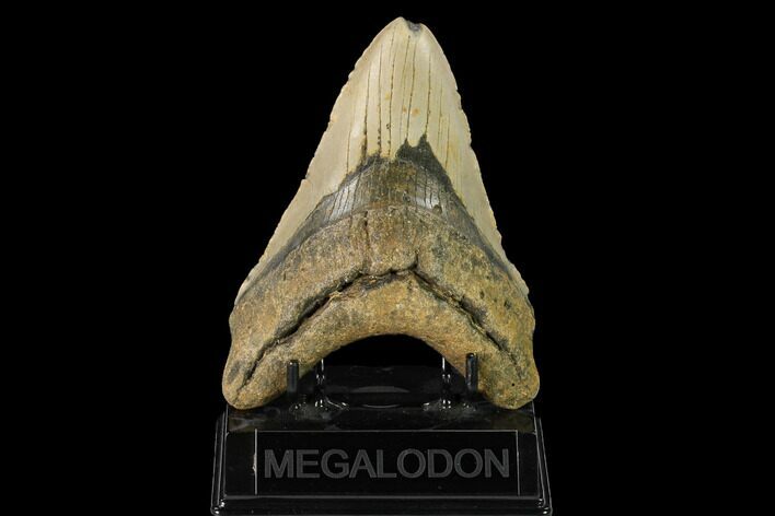 Fossil Megalodon Tooth - North Carolina #147537